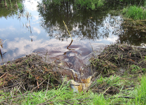 Photo of a beaver dam blocking a culvert.